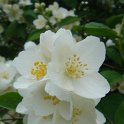 Philadelphus coronarius 2